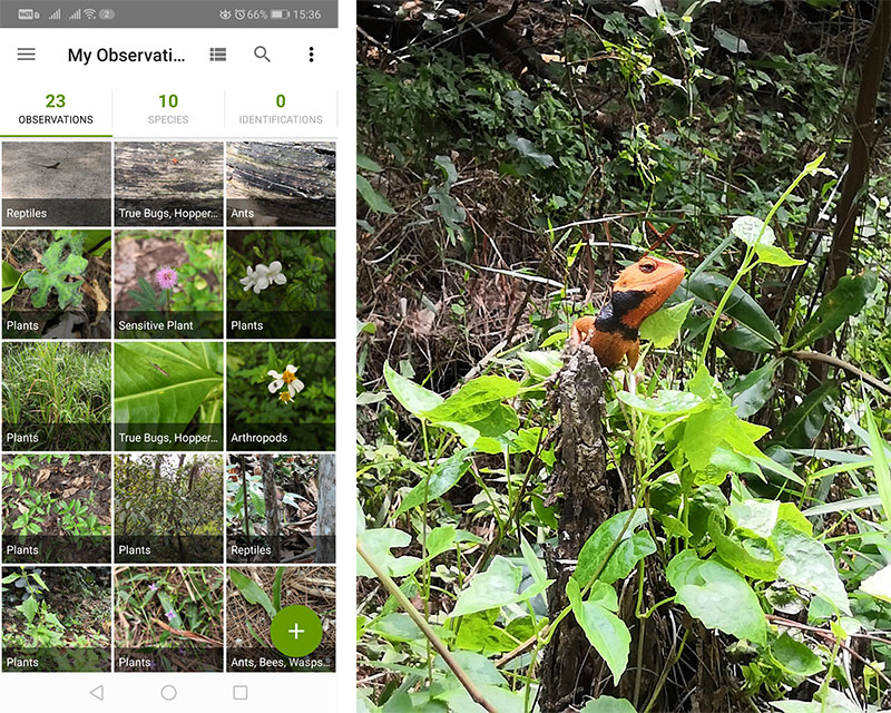 iNaturalist and Changeable Lizard